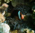  This female Tomato Anenomefish pomacentridae amphiprion frenatus posing me Gab reef Apra Harbor. Digital Intova 6MP external auto sync flash. Harbor w/ flash  